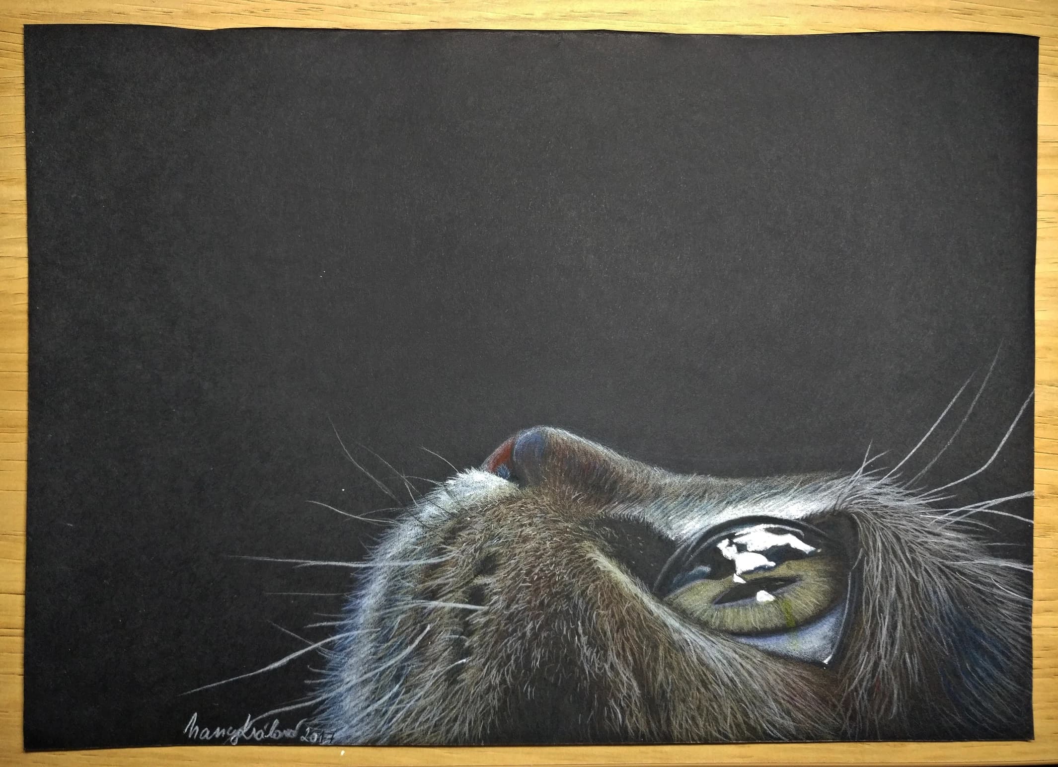 Cat Drawing