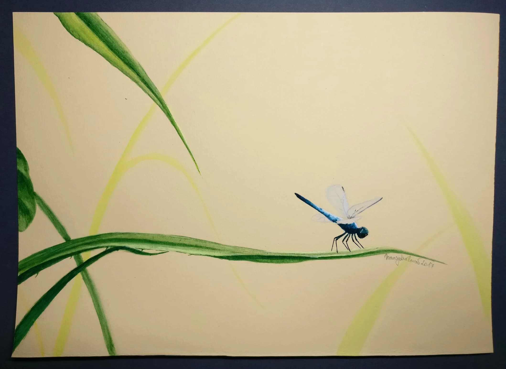 Insect